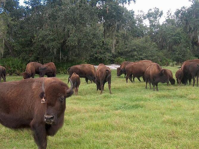 Buffalo's 012.jpg