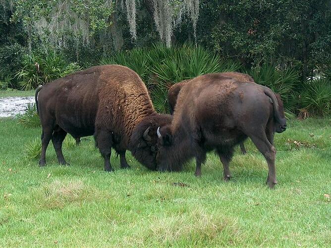 Buffalo's 020.jpg