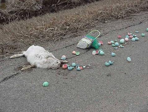Bunny[1].JPG