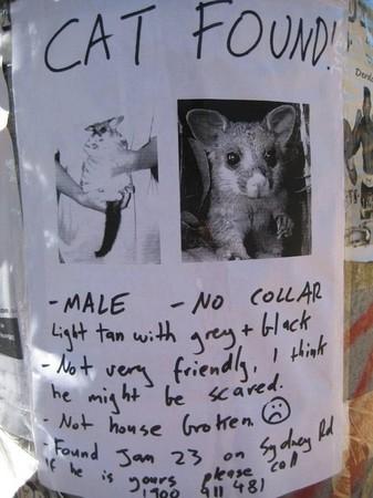 found cat.JPG