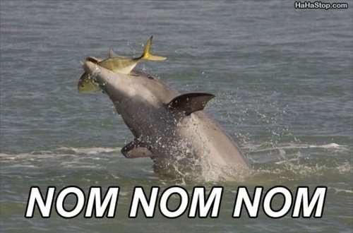 catch_of_the_day-img-1133.jpg