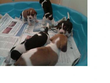 beagle puppies.jpg