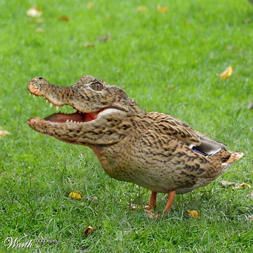 Alliduck.jpg