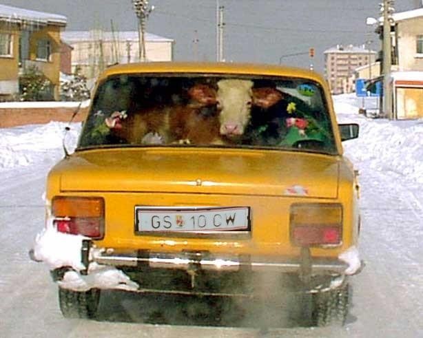 Back seat driver 1.jpg